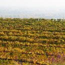 양도로-R 이미지