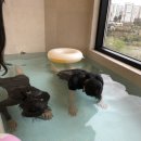 어코브