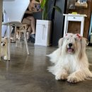 율무네애견 이미지