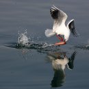 명품 갈매기 이미지