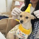 멍그레츄 이미지