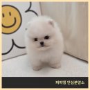 봄인디 보러와유 | 보령강아지분양 토이푸들분양 어떻게 결정했는지 적어봄