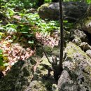 청송「주왕산환종주」26km,,절골 좌릉에 들다. 이미지
