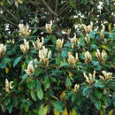 제주서중학교 수목 목록 이미지