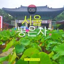 11650-1-10-531 | 비 오는 날 봉은사 연꽃축제, 강남 도심 속 1시간 산책(ft. 주차 시간)