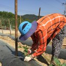 하늘재농원 이미지