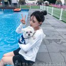 핫도그 애견 이미지