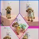 DOG LOVE WITH 란 이미지