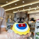 개린이집 강아지분양 고양이분양 전주본점 이미지