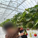 도곡농장 | 광주근교 딸기체험 화순도곡 스윙베리