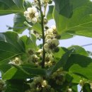 주왕산삼계탕식당 이미지