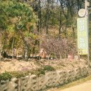 청일조경