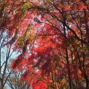 로뎅853-1 이미지