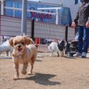 린스 | 강아지 샴푸 추천 린스 겸용 애견샴푸 후기