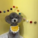 조아펫살롱 이미지