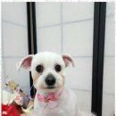 예쁘개 이미지