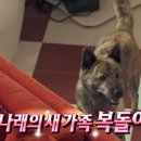 복돌이네 이미지