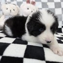 가온펫(안심분양센터) 이미지