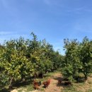 진명농원 이미지