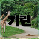 기린5 이미지