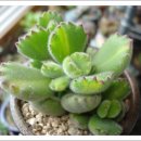 곰발바닥
