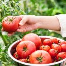 학장과일 이미지