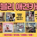 멍블리 애견카페 이미지