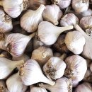 천연 슈퍼푸드! 혈당 조절, 항염, 항산화 작용까지 모두 갖춘 마늘 이미지