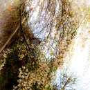 창녕 남지 개비리 이미지