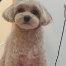 꽃단장하개