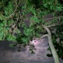 꽃도리집 이미지