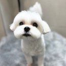 (주)쿨펫 | [쿨펫 동물병원 탄방점] 3살 말티즈 슬개골 수술 후기 (수술 5주 차~10주 차)