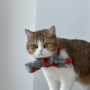 소장 | [내돈내산 - 옷장털기] 폴로 성조니 니트 L / XL 사이즈 비교 및 실착 소장 후기