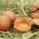 대한메추리 이미지