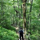 나리 신령수 이미지