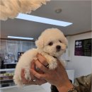 냥만스럽개 이미지