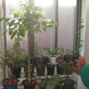 커피나무 이미지