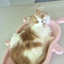 캣방