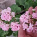 아리위드 이미지