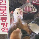 천안오골계농장 이미지