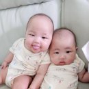 [생후4개월:D+141] 쌍둥이 육아일기 / 돌핀웨일 니트 / <b>비니앙</b> 블라우스구매후기