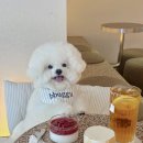 오브콜스 | 이태원 애견동반카페 채광 예쁜 커피오브콜스