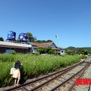 제7회 하동북천코스모스메밀꽃축제 이미지