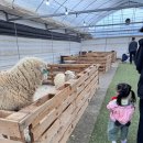 가나농장 | 헤븐온어스 겨울 아기랑 용인 가볼만한 곳 31개월 아이 후기 동물체험농장