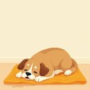 강아지 고양이 양파중독 증상과 응급 치료법 | 멍실장 가이드