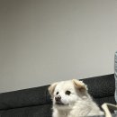 올랑미래