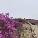 지리산 노고단 털진달래 개화 주말절정 이미지