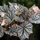 렉스베고니아(Begonia spp.) 이미지