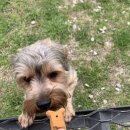 동네강아지 이미지