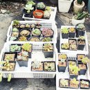 김해농약종묘사 이미지